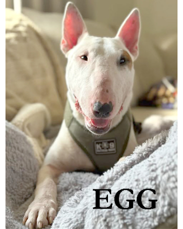 EGG